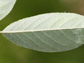 Leaves of Amelanchier canadensis