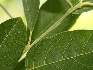 Twig of Amelanchier canadensis
