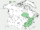 U.S. distribution of Betula lenta
