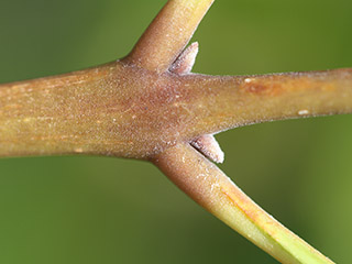 Twig of Cartrema americanum