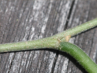 Twig of Celtis occidentalis