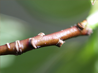 Twig of Cornus alternifolia
