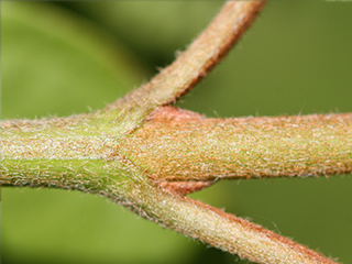 Twig of Cornus amomum