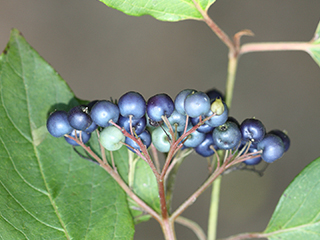 Fruit of Cornus amomum