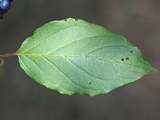 Leaf of Cornus amomum