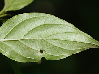 Leaves of Cornus stricta