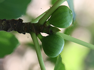 Fruit of Ficus carica