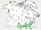 U.S. distribution of Ilex coriacea