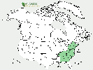 U.S. distribution of Ilex laevigata