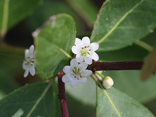 Flowers of Ilex coriacea