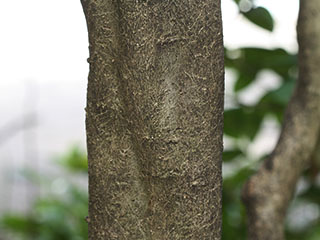 Bark of Ligustrum japonicum