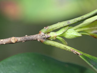 Twig of Ligustrum japonicum