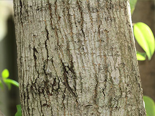 Bark of Ligustrum lucidum
