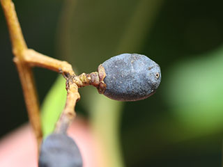 Fruit of Ligustrum lucidum