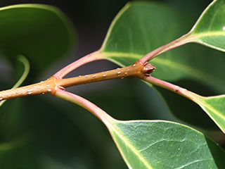 Twigs of Ligustrum lucidum