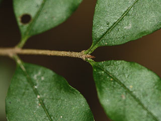 Twigs of Ligustrum sinense