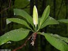 Immature flower of Magnolia tripetala