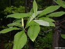 Leaves of Magnolia tripetala