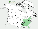 U.S. distribution of Persea palustris
