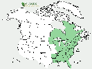 U.S. distribution of Populus xcanescens