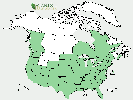 U.S. distribution of Populus nigra