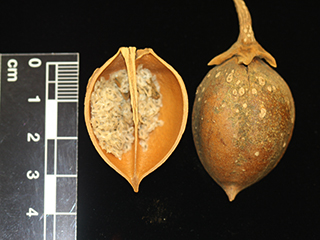 Capsules of Paulownia tomentosa