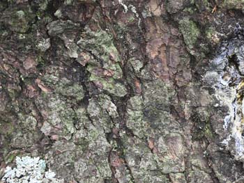 Bark of Picea rubens