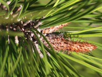 Twig of Pinus elliottii