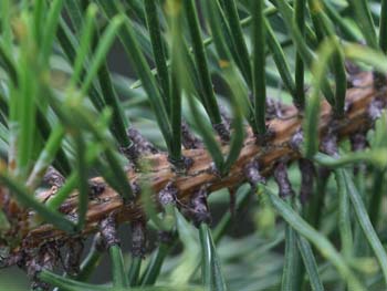 Twig of Pinus pungens