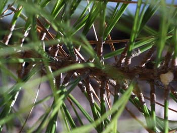Twig of Pinus serotina