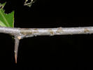 Twig of Sideroxylon lycioides