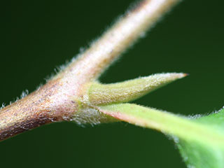 Twig of of Stewartia malacodendron