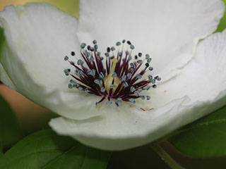 Flower of of Stewartia malacodendron