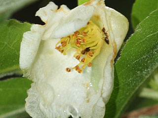 Flower of Stewartia ovata