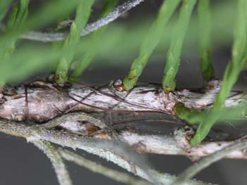 Twig of Taxodium ascendens