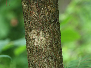 Bark of Torreya taxifolia