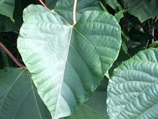 Leaves of Vernicia fordii