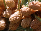 Male cones of Abies fraseri