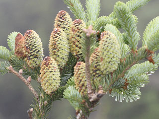 Female cones of Abies fraseri