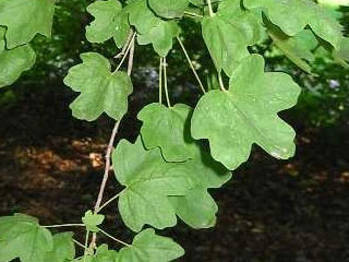Leaves of Acer campestre