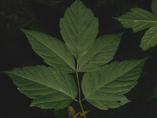 Leaf of Acer negundo