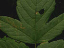 Leaves of Acer negundo