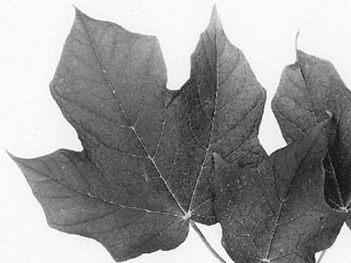 Leaves of Acer nigrum
