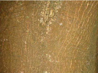 Bark of Acer palmatum