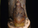 Axillary bud of Acer saccharum