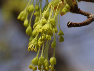 Flowers of Acer saccharum