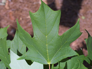 Leaf of Acer saccharum