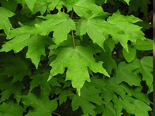 Leaves of Acer leucoderme