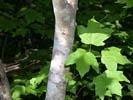 Bark of Acer leucoderme