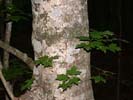 Bark of Acer leucoderme